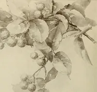 An illustration from Keramic studio (1899)