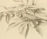 An illustration from Keramic studio (1899)