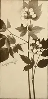Picture 286 of 525 from Keramic studio (1899), leaf 190