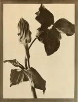 An illustration from Keramic studio (1899)