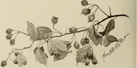 An illustration from Keramic studio (1899)