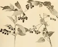 An illustration from Keramic studio (1899)