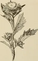 An illustration from Keramic studio (1899)