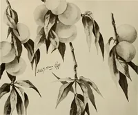 An illustration from Keramic studio (1899)