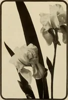 An illustration from Keramic studio (1899)