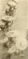 Picture 484 of 525 from Keramic studio (1899), leaf 310