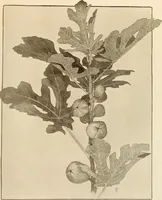An illustration from Keramic studio (1899)