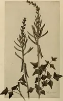 An illustration from Keramic studio (1899)