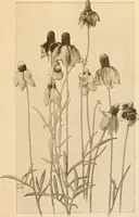 An illustration from Keramic studio (1899)