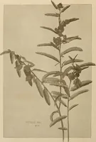Picture 122 of 525 from Keramic studio (1899), leaf 89