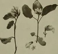 An illustration from Keramic studio (1899)