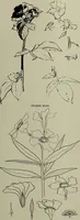 An illustration from Keramic studio (1899)