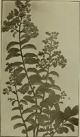An illustration from Keramic studio (1899)