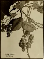 An illustration from Keramic studio (1899)