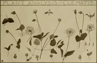 An illustration from Keramic studio (1899)