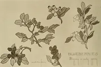 An illustration from Keramic studio (1899)