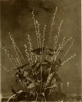 An illustration from Keramic studio (1899)