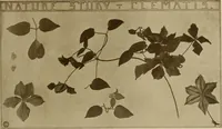 An illustration from Keramic studio (1899)