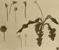 An illustration from Keramic studio (1899)