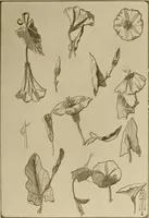 An illustration from Keramic studio (1899)