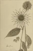 An illustration from Keramic studio (1899)