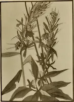 An illustration from Keramic studio (1899)