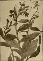 An illustration from Keramic studio (1899)