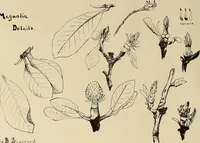An illustration from Keramic studio (1899)