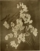An illustration from Keramic studio (1899)