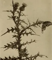 An illustration from Keramic studio (1899)