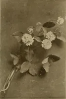 An illustration from Keramic studio (1899)
