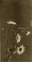 An illustration from Keramic studio (1899)
