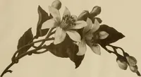 An illustration from Keramic studio (1899)