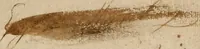 An illustration from A key for Catholicks, to open the jugling of the Jesuits, and satisfie all ... whether the cause of the Roman or Reformed churches be of God; and to leave the reader utterly unexcusable that after this will be a papist .. (1659)