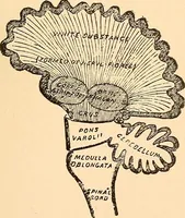 Picture 3 of 62 from Key to phrenology (1890), leaf 22