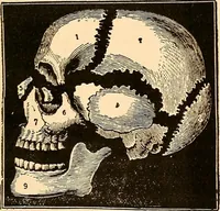 An illustration from Key to phrenology (1890)