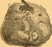 An illustration from The kindergarten; (1891)
