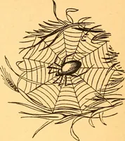 An illustration from The kindergarten; (1891)