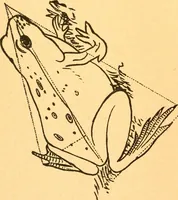 An illustration from The kindergarten; (1891)