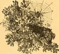 Picture 263 of 277 from The kindergarten; (1891), leaf 305