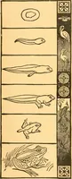 An illustration from The kindergarten; (1891)