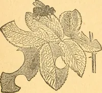 An illustration from The kindergarten; (1891)
