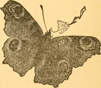 An illustration from The kindergarten; (1891)
