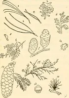 Picture 28 of 75 from The Kindergarten magazine (1891), leaf 279