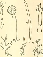 Picture 29 of 75 from The Kindergarten magazine (1891), leaf 280