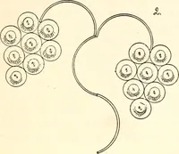 An illustration from The Kindergarten magazine (1891)