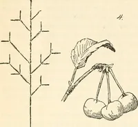 An illustration from The Kindergarten magazine (1891)