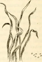 Picture 61 of 75 from The Kindergarten magazine (1891), leaf 499