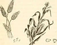 Picture 62 of 75 from The Kindergarten magazine (1891), leaf 499