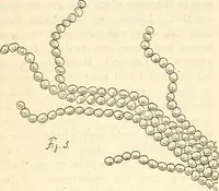 An illustration from The Kindergarten magazine (1891)